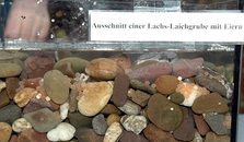 Lachs-Laichgrube