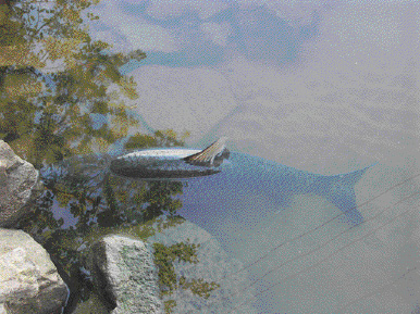 Amur am Ufer: Die kampfstarken Fische lassen sich mitunter direkt vor den Füßen des Anglers fangen.