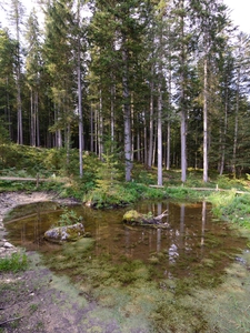 Wertvoller Lebensraum für gefährdete Krebse und Amphibien: Tümpel im Obersdorfer Moor im Ausseerland (Steiermark). Bild: Oebf-Archiv/Simlinger