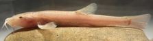 Die etwa acht Zentimeter große Höhlenschmerle ist die erste Höhlenfischart, die in Europa entdeckt wurde.  Foto: Jasminca Behrmann-Godel/Universität Konstanz